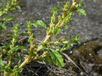 Amaranthus albus 8, Witte amarant Saxifraga-Ed Stikvoort