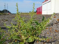 Amaranthus albus 9, Witte amarant, Saxifraga-Ed Stikvoort