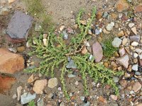 Amaranthus blitoides 16, Nerfamarant, Saxifraga-Ed Stikvoort