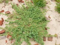 Amaranthus blitoides 22, Nerfamarant, Saxifraga-Hans Grotenhuis