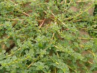 Amaranthus blitoides 24, Nerfamarant, Saxifraga-Hans Grotenhuis