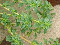Amaranthus blitoides 25, Nerfamarant, Saxifraga-Hans Grotenhuis