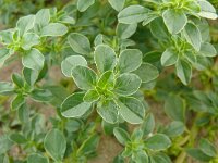 Amaranthus blitoides 26, Nerfamarant, Saxifraga-Hans Grotenhuis
