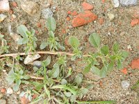 Amaranthus blitoides 6, Nerfamarant, Saxifraga-Rutger Barendse