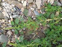 Amaranthus blitum 11, Kleine majer, Saxifraga-Rutger Barendse