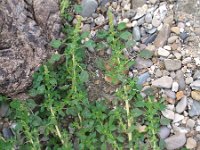 Amaranthus blitum 12, Kleine majer, Saxifraga-Rutger Barendse