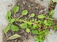 Amaranthus blitum 16, Kleine majer, Saxifraga-Rutger Barendse