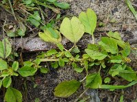 Amaranthus blitum 18, Kleine majer, Saxifraga-Jelle van Dijk