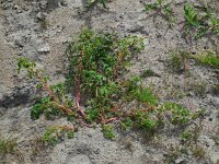 Amaranthus blitum 19, Kleine majer, Saxifraga-Ed Stikvoort