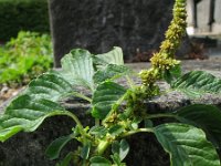 Amaranthus blitum 2, Kleine majer, Saxifraga-Rutger Barendse