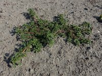 Amaranthus blitum 20, Kleine majer, Saxifraga-Ed Stikvoort