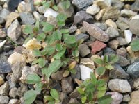 Amaranthus blitum 3, Kleine majer, Saxifraga-Rutger Barendse
