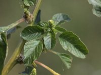 Amaranthus blitum 4, Kleine majer, Saxifraga-Peter Meininger