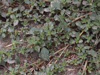 Amaranthus blitum 6, Kleine majer, Saxifraga-Peter Meininger