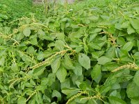 Amaranthus blitum 9, Kleine majer, Saxifraga-Rutger Barendse