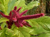 Amaranthus caudatus 10, Kattenstaartamarant, Saxifraga-Ed Stikvoort