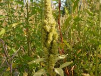 Amaranthus cruentus 6, Saxifraga-Ed Stikvoort