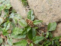 Amaranthus deflexus 6, Liggende majer, Saxifraga-Rutger Barendse