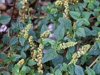 Amaranthus deflexus 1, Liggende majer, Saxifraga-Piet Zomerdijk