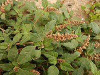 Amaranthus deflexus 10, Liggende majer, Saxifraga-Ed Stikvoort