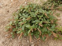 Amaranthus deflexus 11, Liggende majer, Saxifraga-Ed Stikvoort