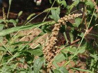 Amaranthus deflexus 2, Liggende majer, Saxifraga-Jan Willem Jongepier