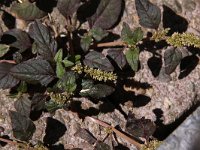 Amaranthus deflexus 3, Liggende majer, Saxifraga-Peter Meininger