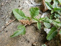 Amaranthus deflexus 5, Liggende majer, Saxifraga-Rutger Barendse