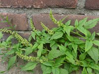 Amaranthus deflexus 7, Liggende majer, Saxifraga-Jelle van Dijk