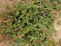 Amaranthus deflexus 8, Liggende majer, Saxifraga-Ed Stikvoort