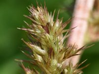 Amaranthus hybridus ssp bouchonii 27, Franse amarant, Saxifraga-Sonja Bouwman