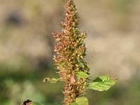 Amaranthus hybridus ssp bouchonii 28, Franse amarant, Saxifraga-Sonja Bouwman