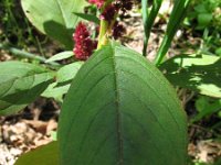 Amaranthus hypochondriacus 2, Saxifraga-Rutger Barendse
