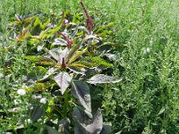 Amaranthus hypochondriacus 9, Saxifraga-Rutger Barendse