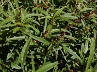 Amaranthus muricatus 10, Smalle amarant, Saxifraga-Ed Stikvoort