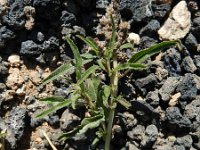 Amaranthus muricatus 4, Saxifraga-Rutger Barendse