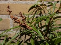 Amaranthus muricatus 5, Smalle amarant, Saxifraga-Ed Stikvoort