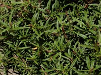 Amaranthus muricatus 7, Smalle amarant, Saxifraga-Ed Stikvoort