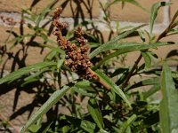 Amaranthus muricatus 9, Smalle amarant, Saxifraga-Ed Stikvoort