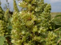 Amaranthus retroflexus 14, Papegaaienkruid, Saxifraga-Ed Stikvoort