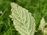 Amaranthus retroflexus 15, Papegaaienkruid, Saxifraga-Sonja Bouwman  811. Papegaaienkruid - Amaranthus retroflexus - Amaranthaceae familie (i)