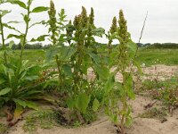 Amaranthus retroflexus 18, Papegaaienkruid, Saxifraga-Hans Grotenhuis