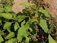 Amaranthus viridis 4, Saxifraga-Ed Stikvoort