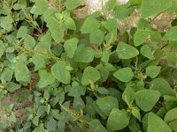 Amaranthus viridis 7, Saxifraga-Ed Stikvoort