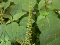 Amaranthus viridis 8, Saxifraga-Ed Stikvoort