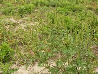 Ambrosia artemisiifolia 30, Alsemambrosia, Saxifraga-Ed Stikvoort