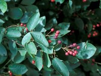 Amelanchier lamarckii, Juneberry Tree