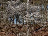 Amelanchier lamarckii 16, Amerikaans krentenboompje, Saxifraga-Ed Stikvoort