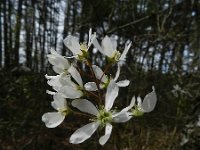 Amelanchier lamarckii 10, Amerikaans krentenboompje, Saxifraga-Rutger Barendse