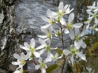 Amelanchier lamarckii 11, Amerikaans krentenboompje, Saxifraga-Rutger Barendse